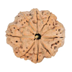 8 Mukhi Rudraksha 28.8mm 6.36gm - Rudraksha