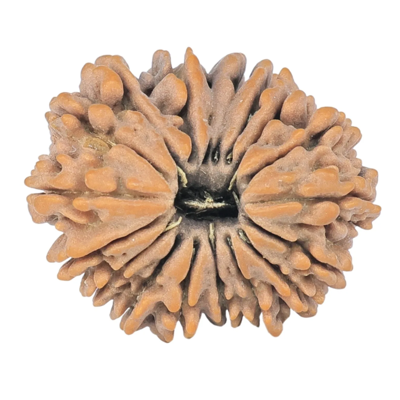 18 Mukhi Rudraksha 22.5mm 2.97gm - Rudraksha