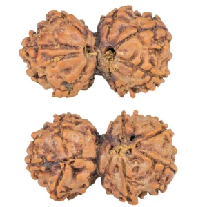 7 MK Gaurishankar 25mm 2.28gm - Rudraksha