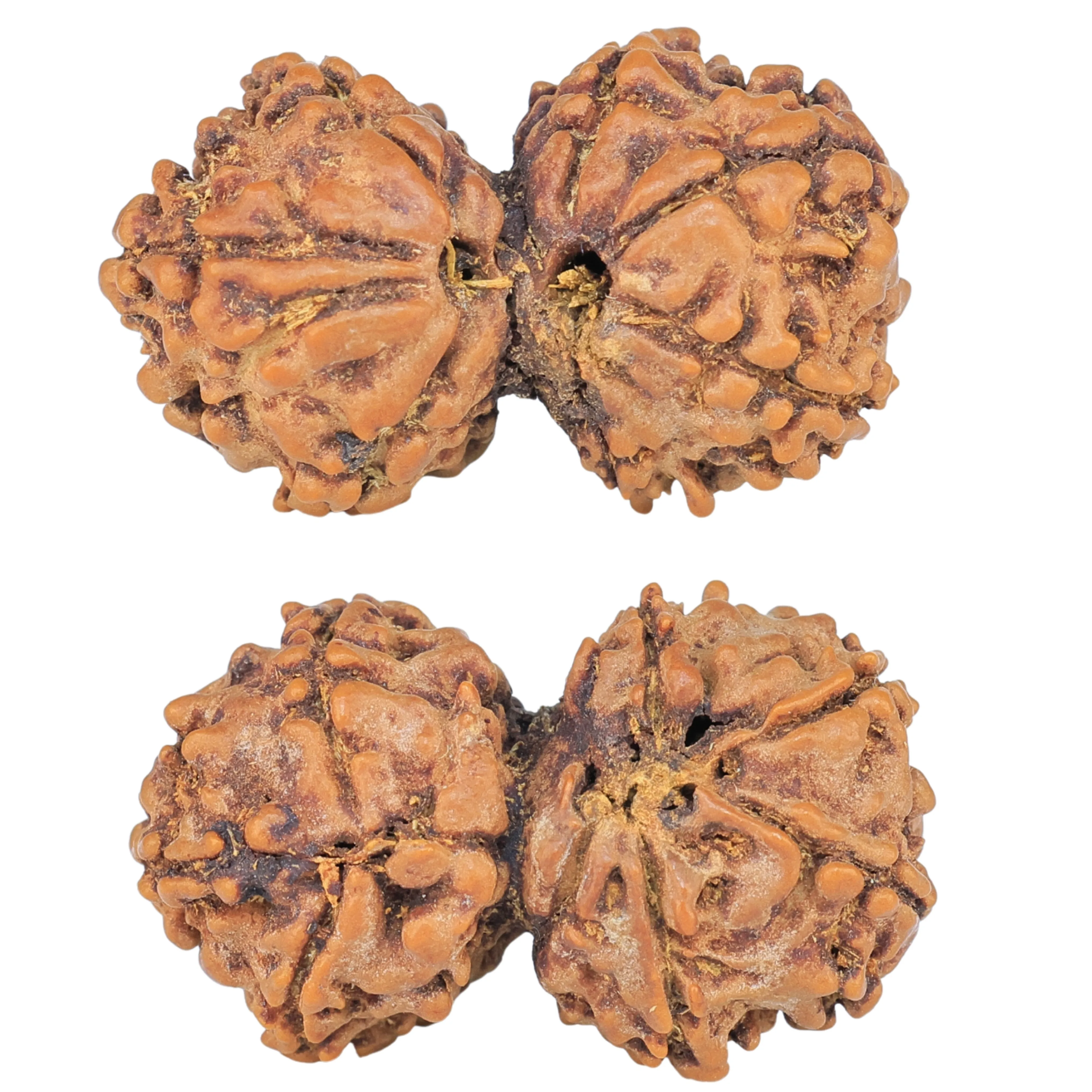 7 MK Gaurishankar 25mm 2.28gm - Rudraksha