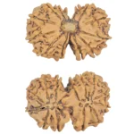13 MK Gaurishankar 29.7mm 3.92gm - Rudraksha