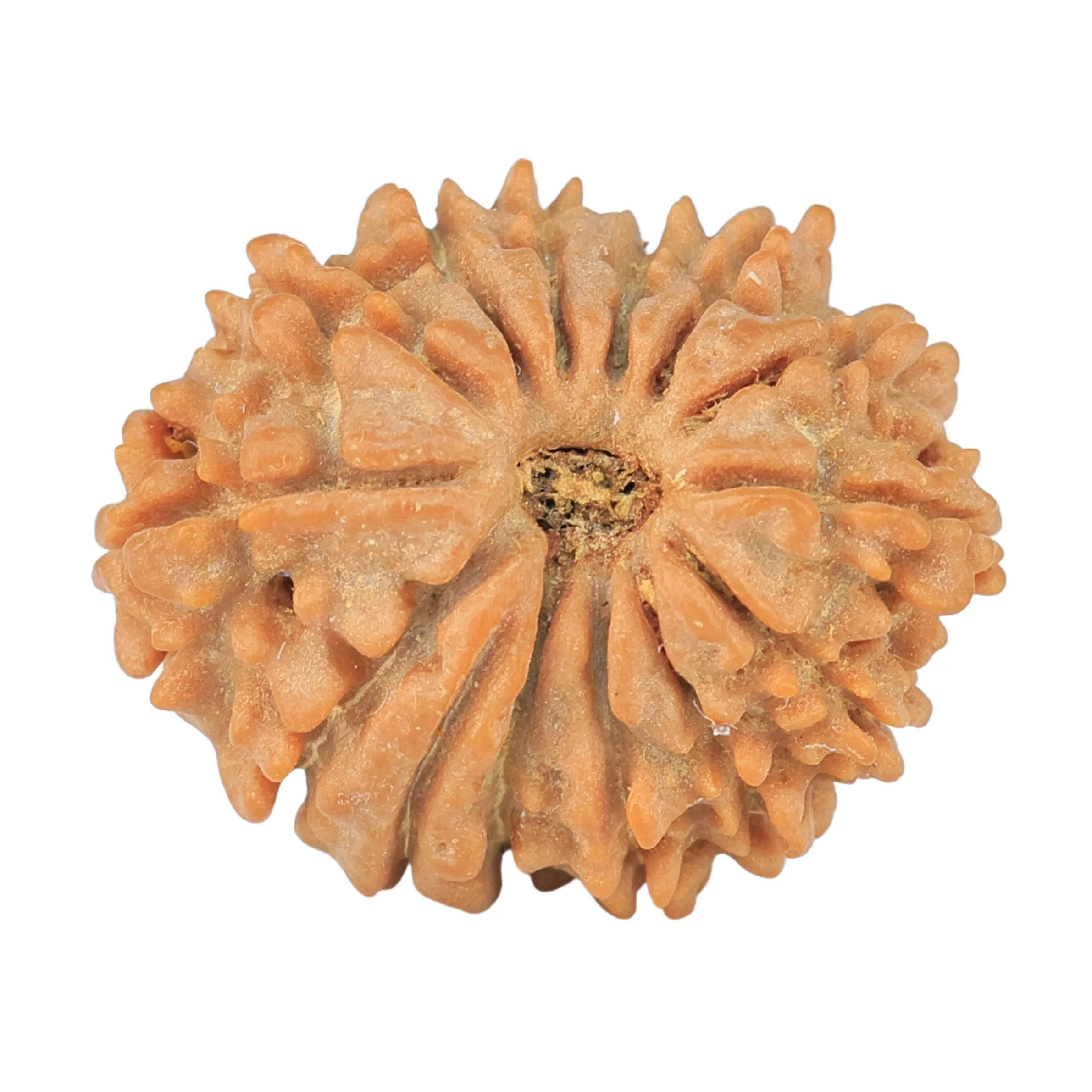 14 Mukhi Rudraksha 20.1mm 2.19gm - Rudraksha