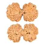 10 Mk Gaurishankar 40.6mm 9.16gm - Rudraksha
