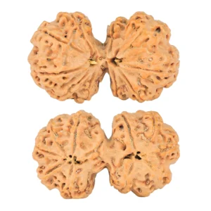 10 Mk Gaurishankar 40.6mm 9.16gm - Rudraksha