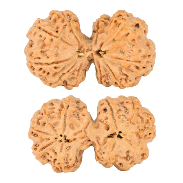 10 Mk Gaurishankar 40.6mm 9.16gm - Rudraksha