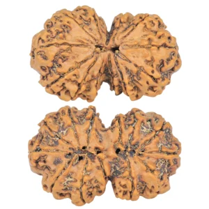 13 MK Gaurishankar 37.6mm 7.55gm - Rudraksha