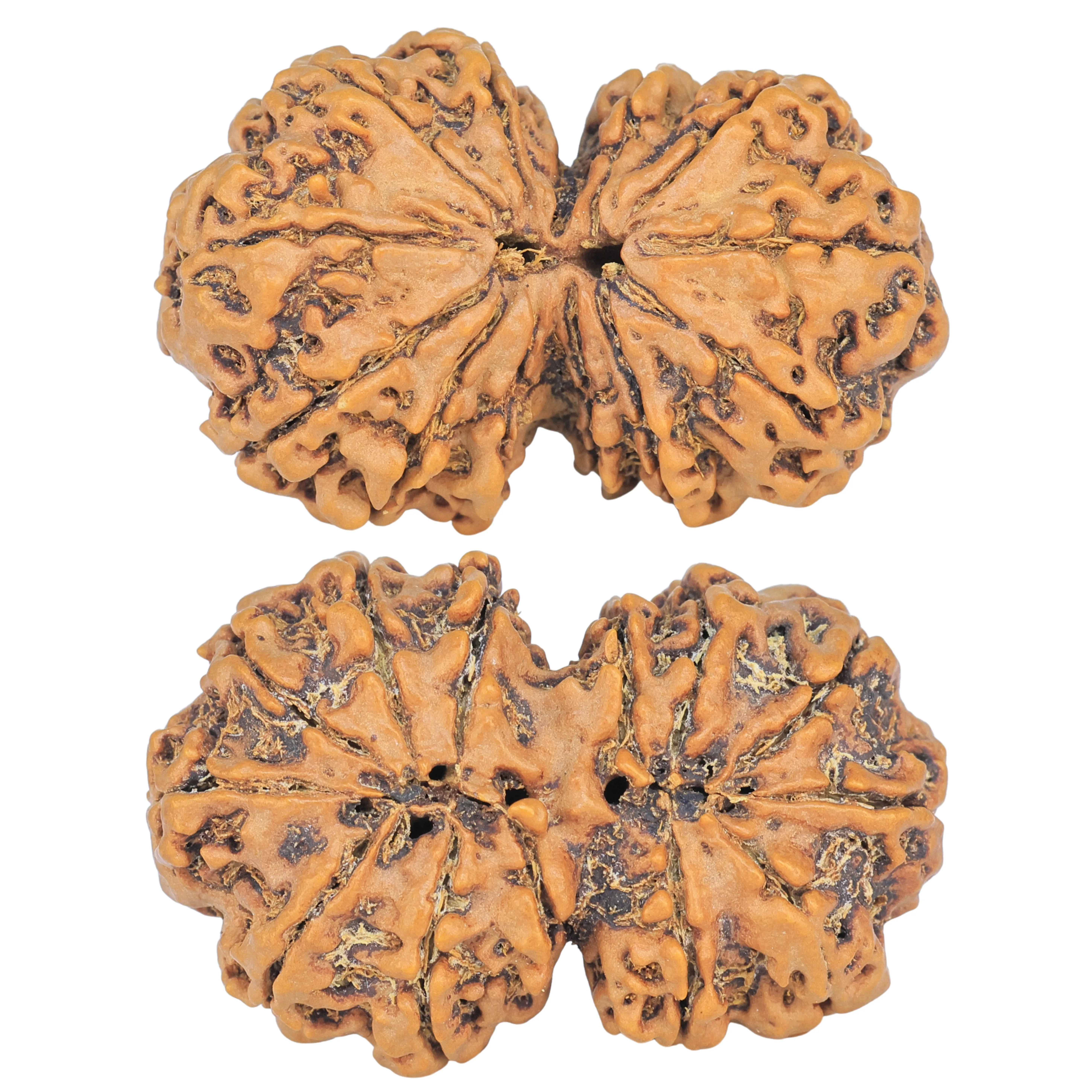 13 MK Gaurishankar 37.6mm 7.55gm - Rudraksha