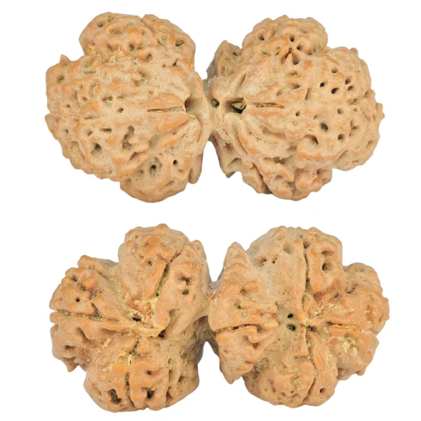 6 Mk Gaurishankar 35.5mm 6.41gm - Rudraksha