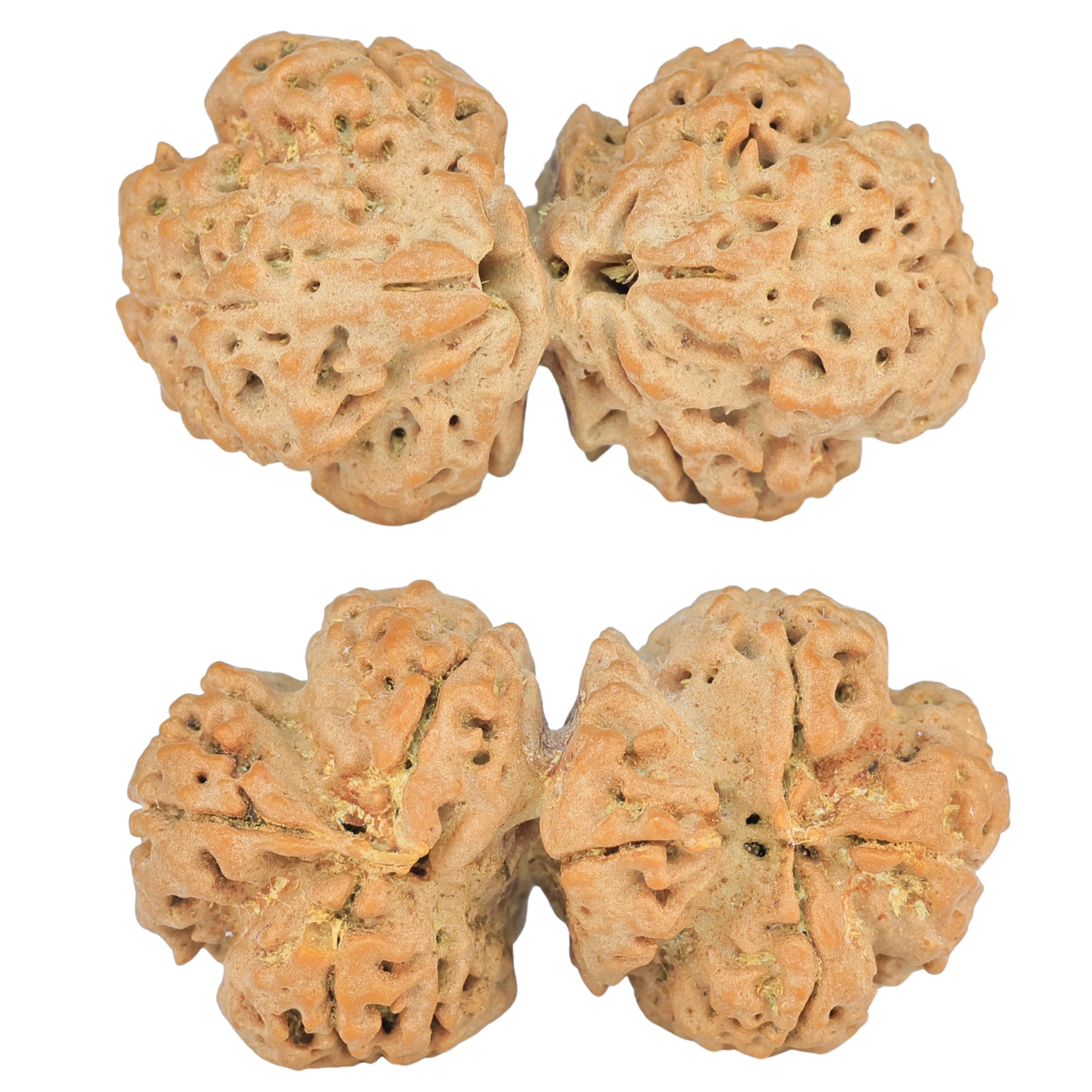 6 Mk Gaurishankar 35.5mm 6.41gm - Rudraksha