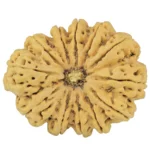 12 Mukhi Rudraksha 39.7mm 10.28gm - Rudraksha