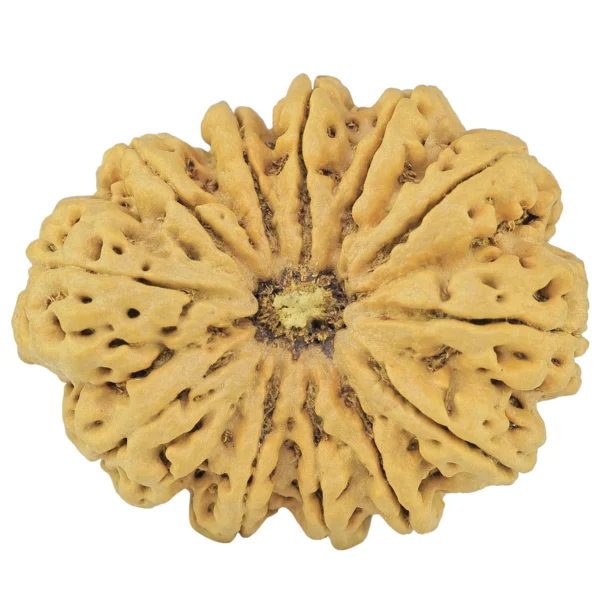 12 Mukhi Rudraksha 39.7mm 10.28gm - Rudraksha