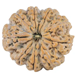 9 Mukhi Rudraksha 28mm 6.1gm - Rudraksha