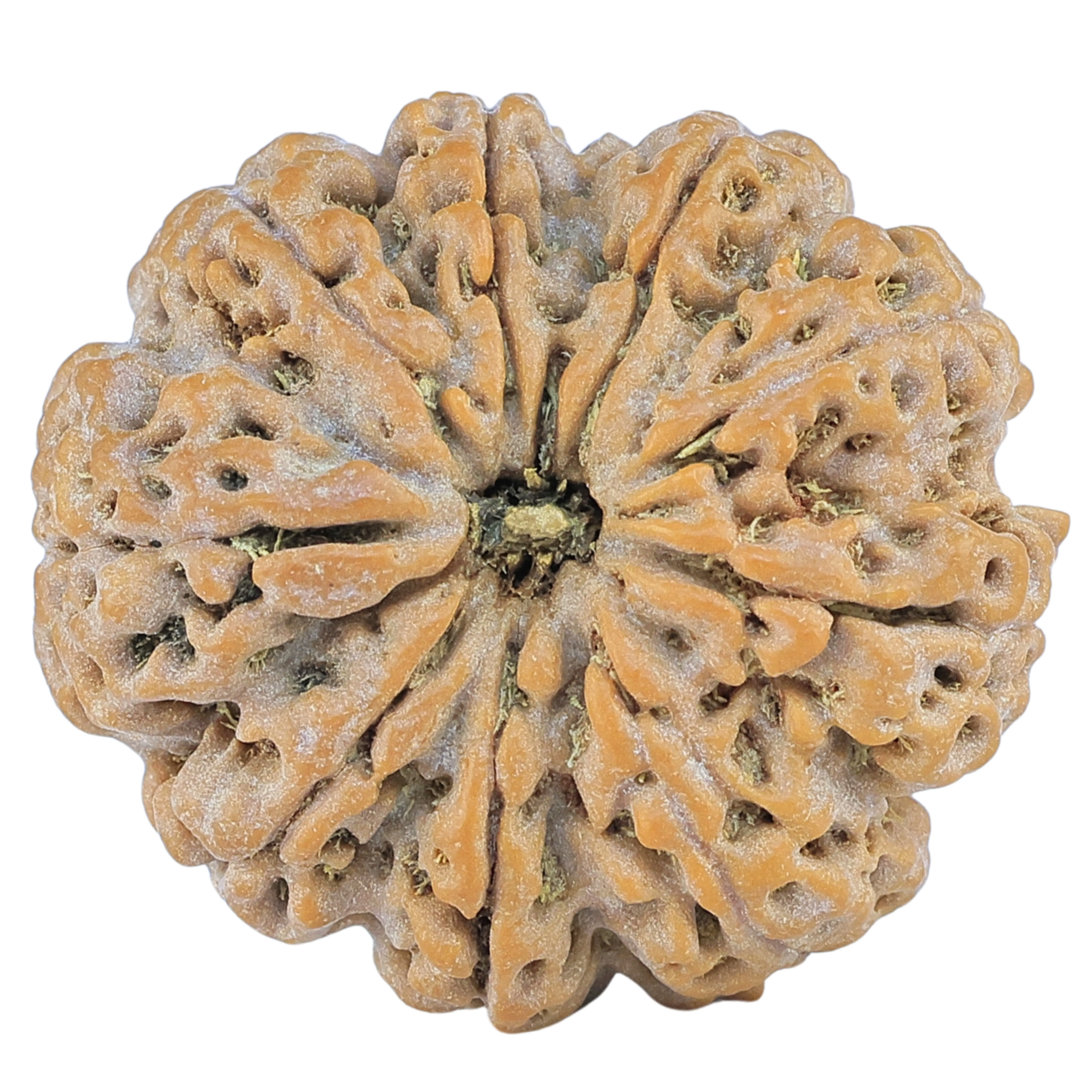 9 Mukhi Rudraksha 28mm 6.1gm - Rudraksha