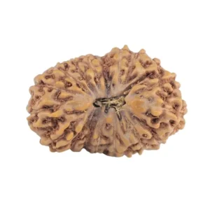 17 Mukhi Rudraksha 19.3mm 1.67gm - Rudraksha