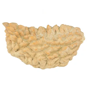 1 Mukhi Rudraksha 38.2mm 4.27gm - Rudraksha