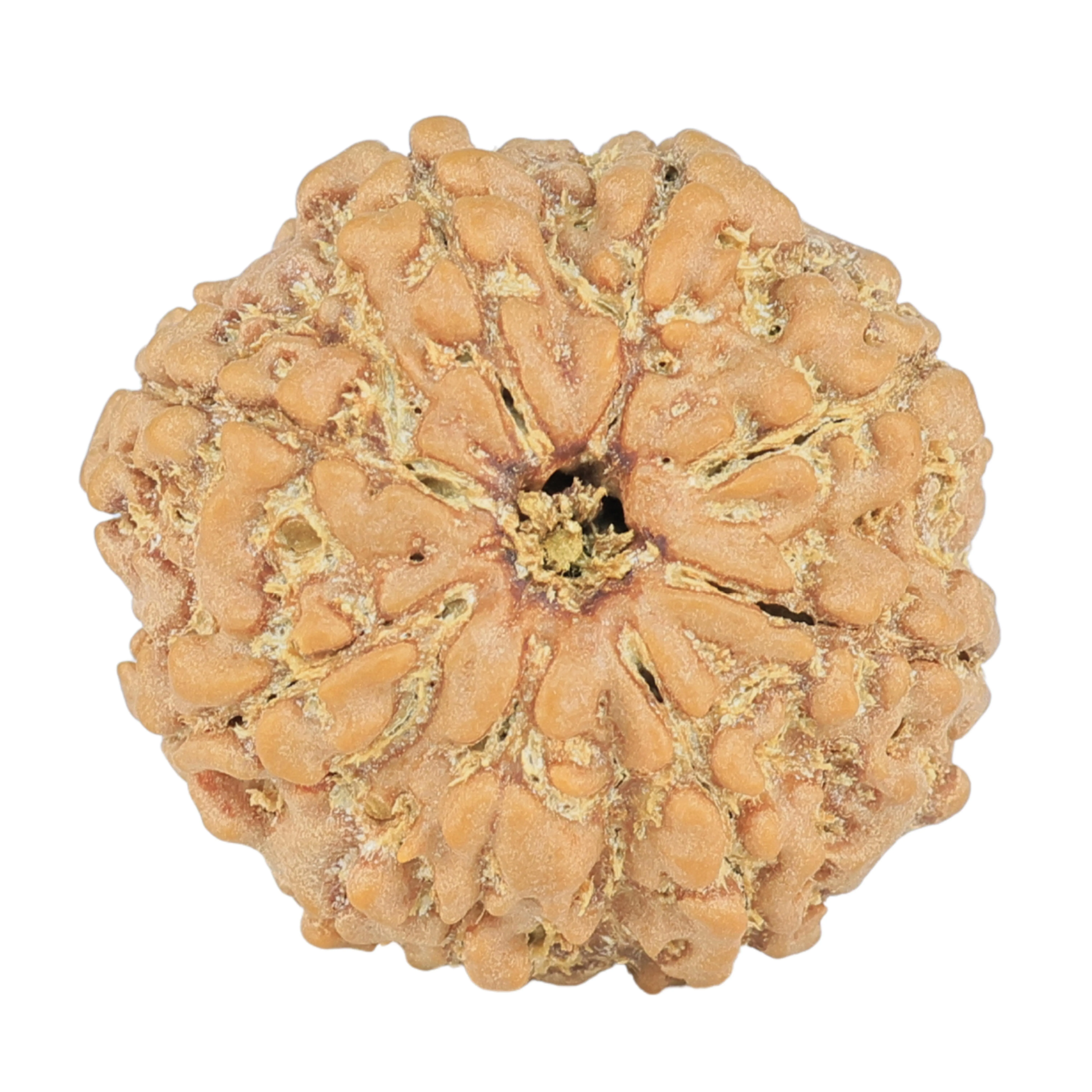 8 Mukhi Rudraksha 24mm 3.99gm - Rudraksha