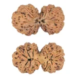 12 MK Gaurishankar 41.9mm 8.78gm - Rudraksha