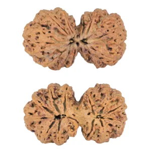12 MK Gaurishankar 41.9mm 8.78gm - Rudraksha