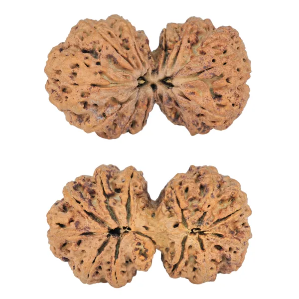 12 MK Gaurishankar 41.9mm 8.78gm - Rudraksha