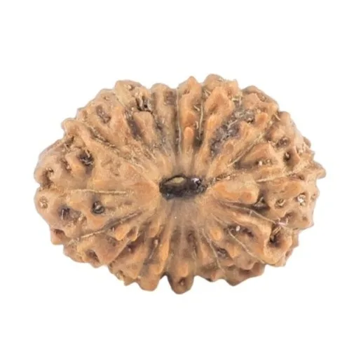17 Mukhi Rudraksha 12.6mm 0.46gm - Rudraksha