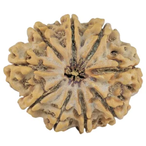9 Mukhi Rudraksha 30.5mm 6.19gm - Rudraksha