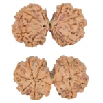 9 MK Gaurishankar 44.7mm 11.11gm - Rudraksha