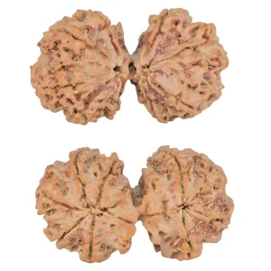 9 MK Gaurishankar 44.7mm 11.11gm - Rudraksha