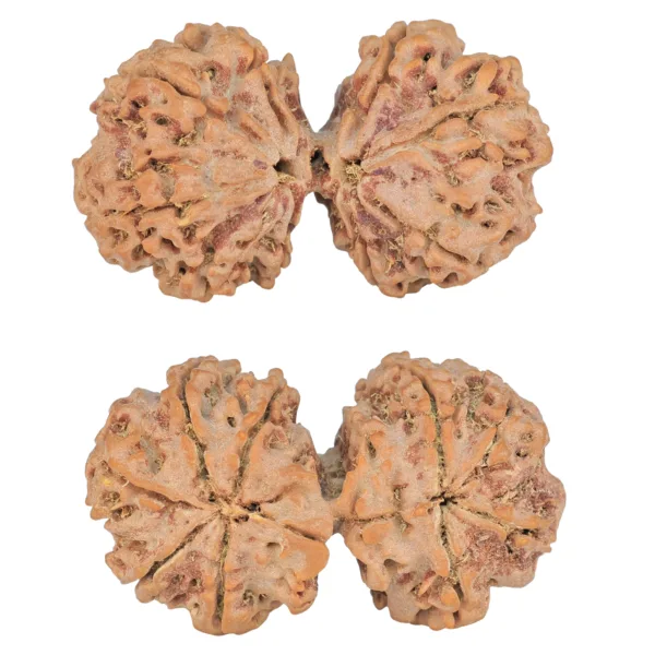 9 MK Gaurishankar 44.7mm 11.11gm - Rudraksha