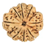 8 Mukhi Rudraksha 31.7mm 4.53gm - Rudraksha