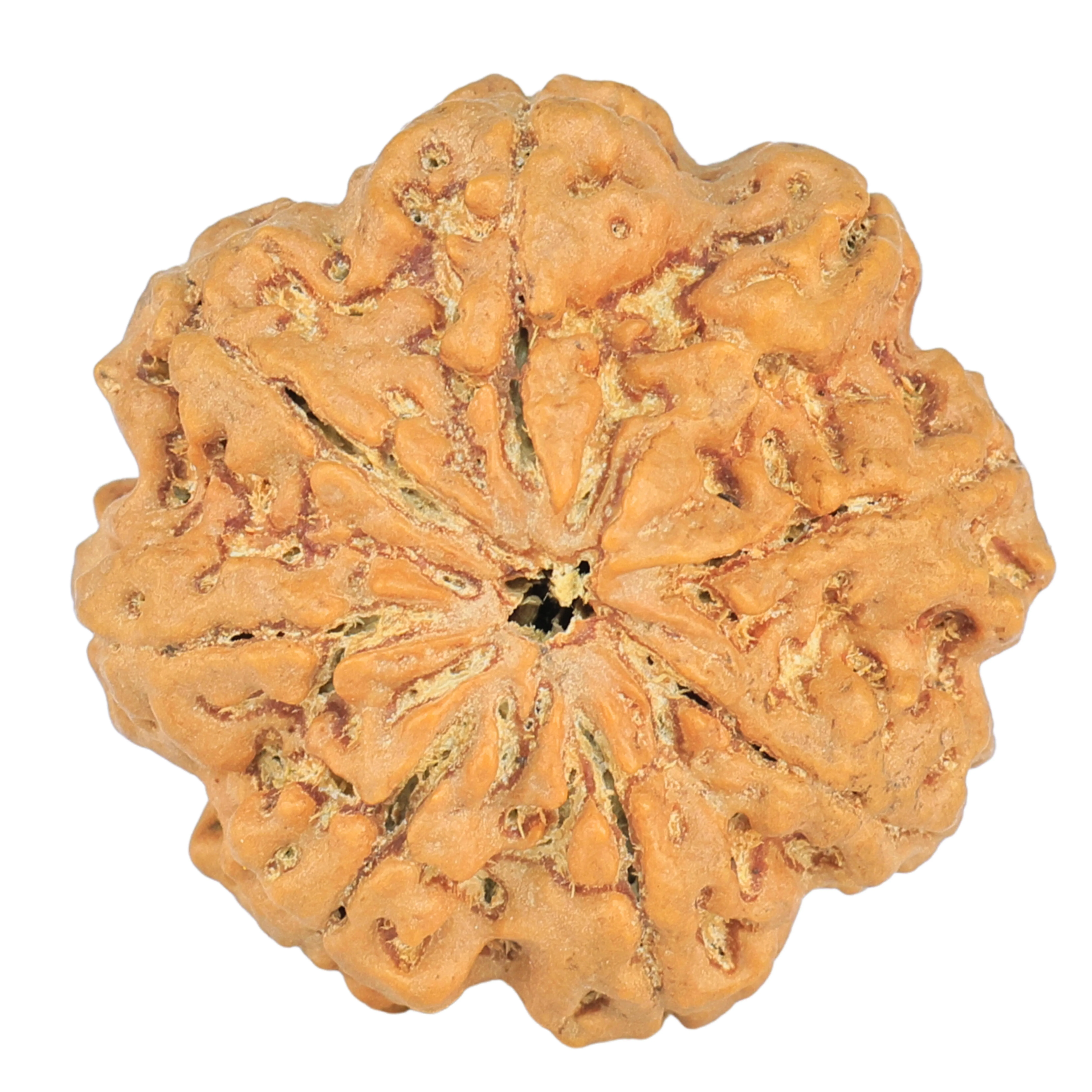 8 Mukhi Ganesh 27.2mm 6.17gm - Rudraksha