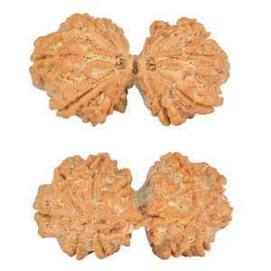 10 Mk Gaurishankar 36.1mm 6.45gm - Rudraksha
