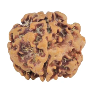 1MK(Underdeveloped) 22.1mm 3.53gm - Rudraksha