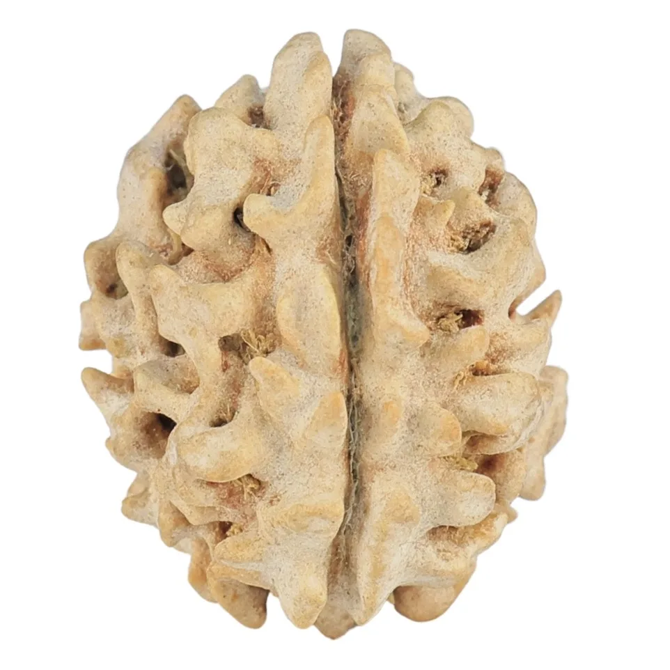 1 Mukhi Rudraksha 19.2mm 1.88gm - Rudraksha