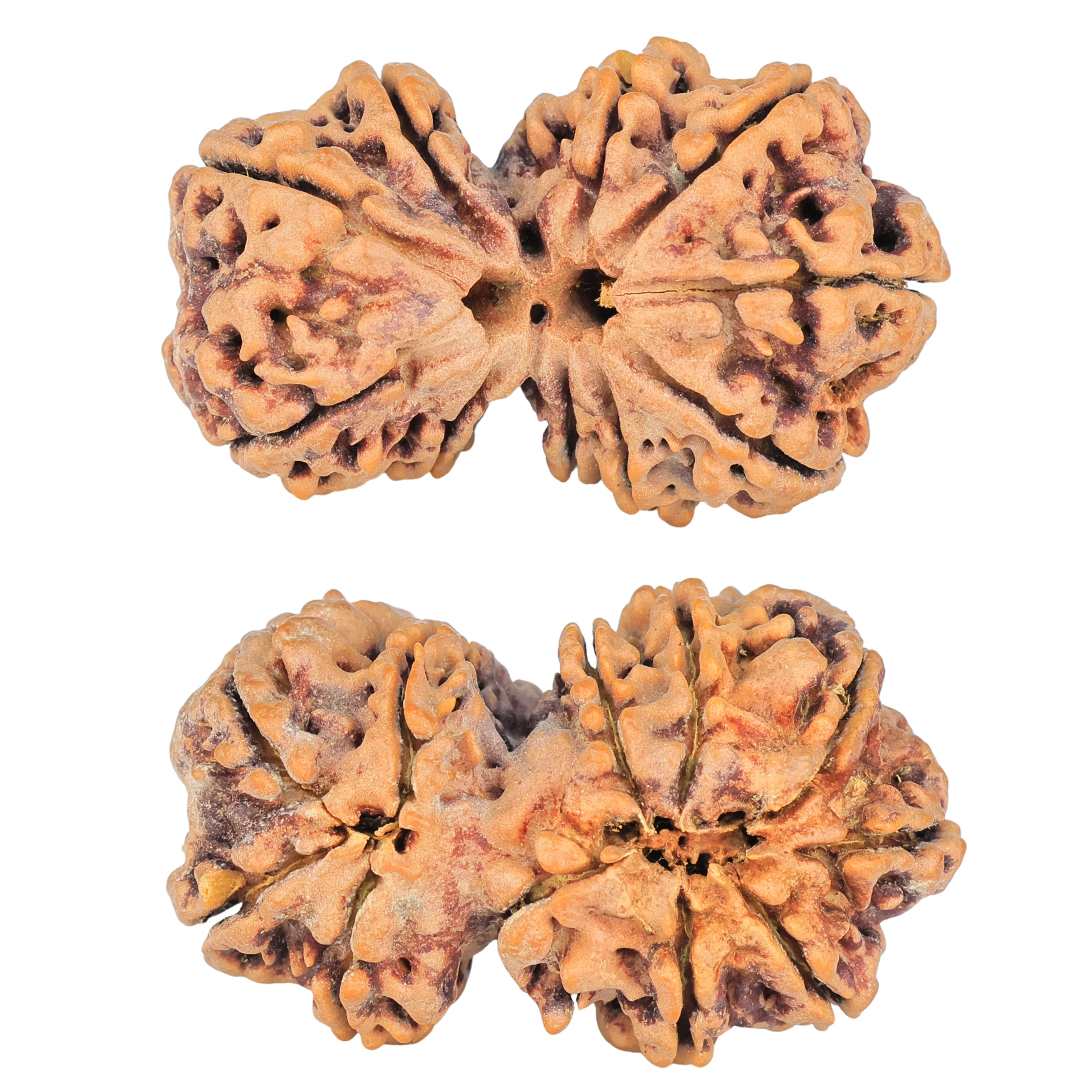 10 Mk Gaurishankar 39.8mm 9.31gm - Rudraksha