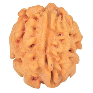 1 Mukhi Rudraksha 21.5mm 3.07gm - Rudraksha