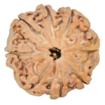 8 Mukhi Rudraksha 24.3mm 5.04gm - Rudraksha