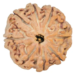 8 Mukhi Rudraksha 24.3mm 5.04gm - Rudraksha