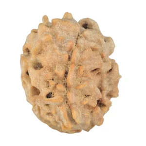 1 Mukhi Rudraksha 20.1mm 2.1gm - Rudraksha