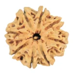 8 Mukhi Rudraksha 29mm 6.68gm - Rudraksha