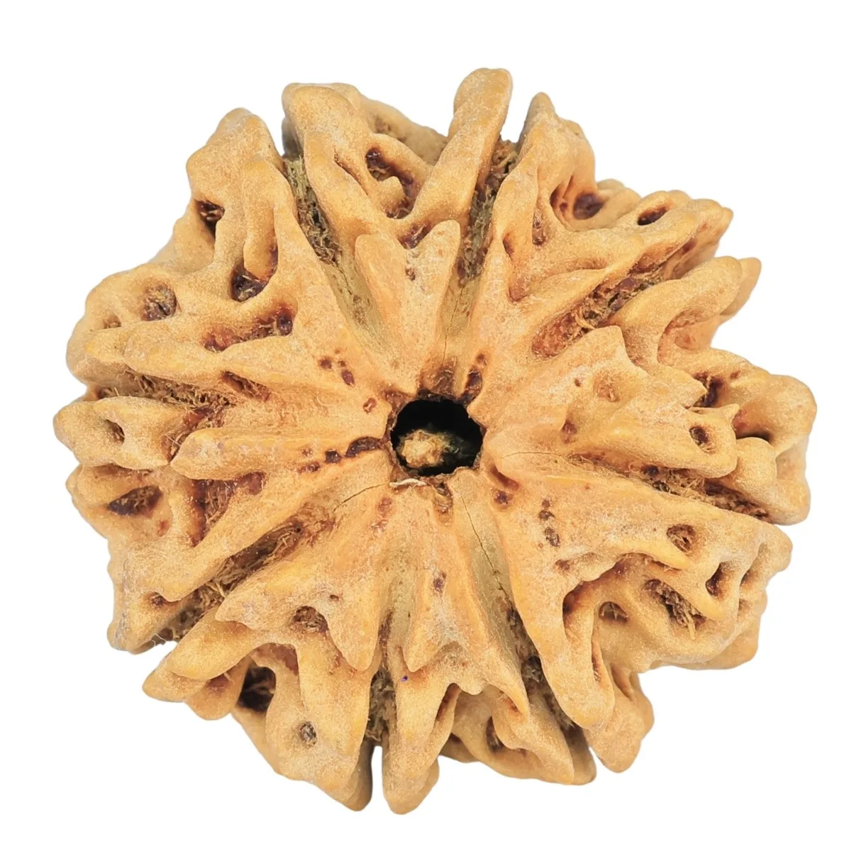 8 Mukhi Rudraksha 29mm 6.68gm - Rudraksha