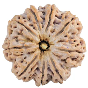 9 Mukhi Rudraksha 32mm 9.35gm - Rudraksha