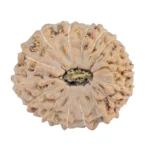 16 Mukhi Rudraksha 19mm 2gm - Rudraksha