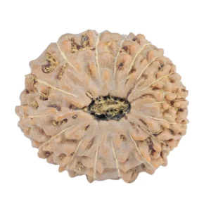 16 Mukhi Rudraksha 19mm 2gm - Rudraksha