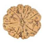 8 Mukhi Rudraksha 28mm 6.94gm - Rudraksha