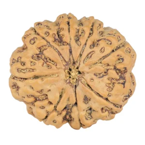 8 Mukhi Rudraksha 28mm 6.94gm - Rudraksha