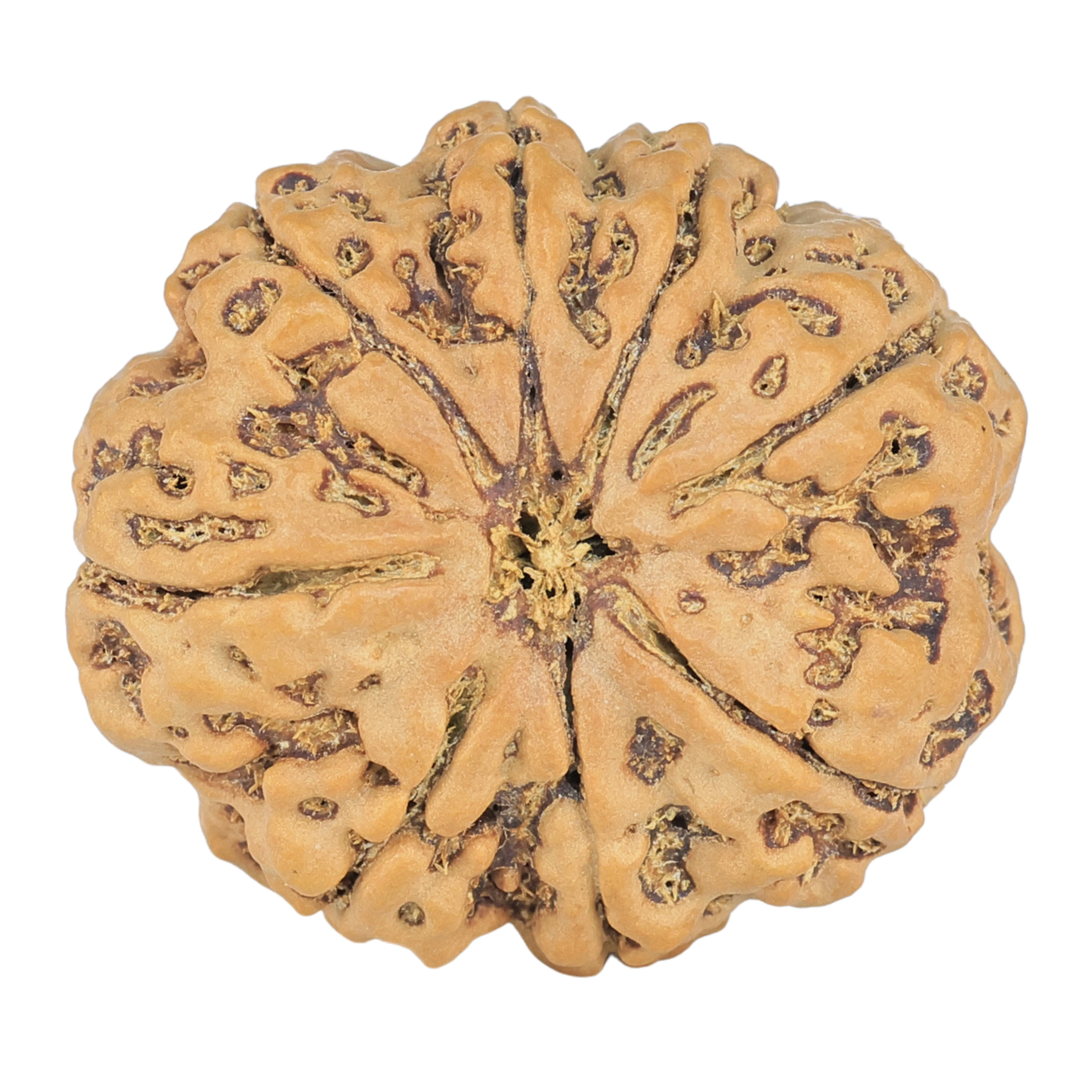8 Mukhi Rudraksha 28mm 6.94gm - Rudraksha
