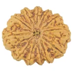 12 Mukhi Rudraksha 35.5mm 9.6gm - Origin: Nepal - Rudraksha