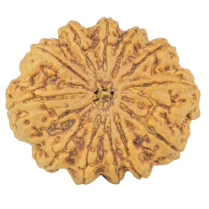 12 Mukhi Rudraksha 35.5mm 9.6gm - Origin: Nepal - Rudraksha