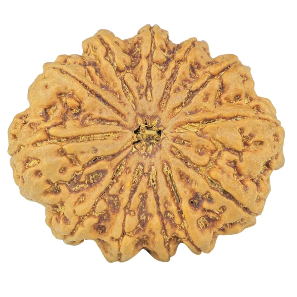 12 Mukhi Rudraksha 35.5mm 9.6gm - Origin: Nepal - Rudraksha