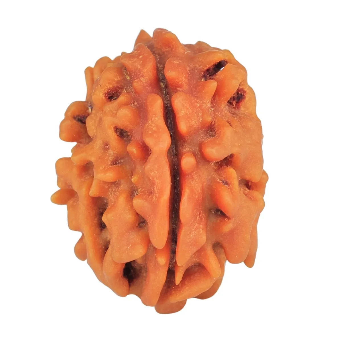 1 Mukhi Rudraksha 22.9mm 2.92gm - Rudraksha